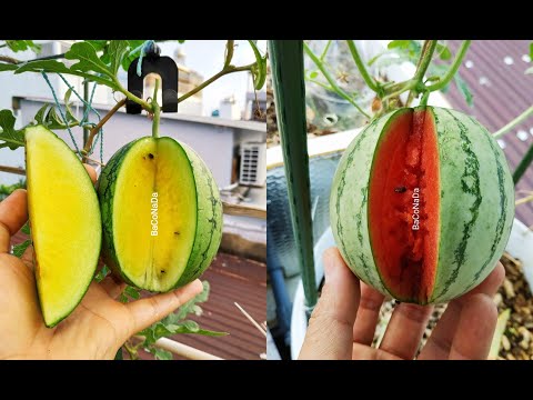 Video Cách trồng Dưa Hấu Táo nhỏ xinh leo giàn. Mẹo ngắt... - youtube