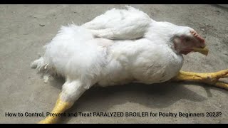 How to Control, Prevent and Treat PARALYZED BROILER for Poultry Beginners 2023?