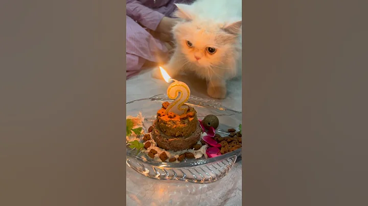 Video 11528131: cats catlover catlife, catlover catlife funny, cats love catlover