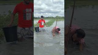 I caught a very big chital fish in the lake with two baits and a coach. #viral #fishtraps #fishy