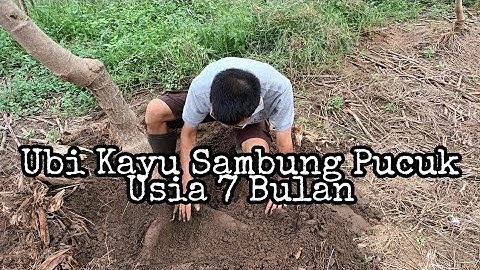 UBI KAYU SAMBUNG PUCUK USIA 7 BULAN