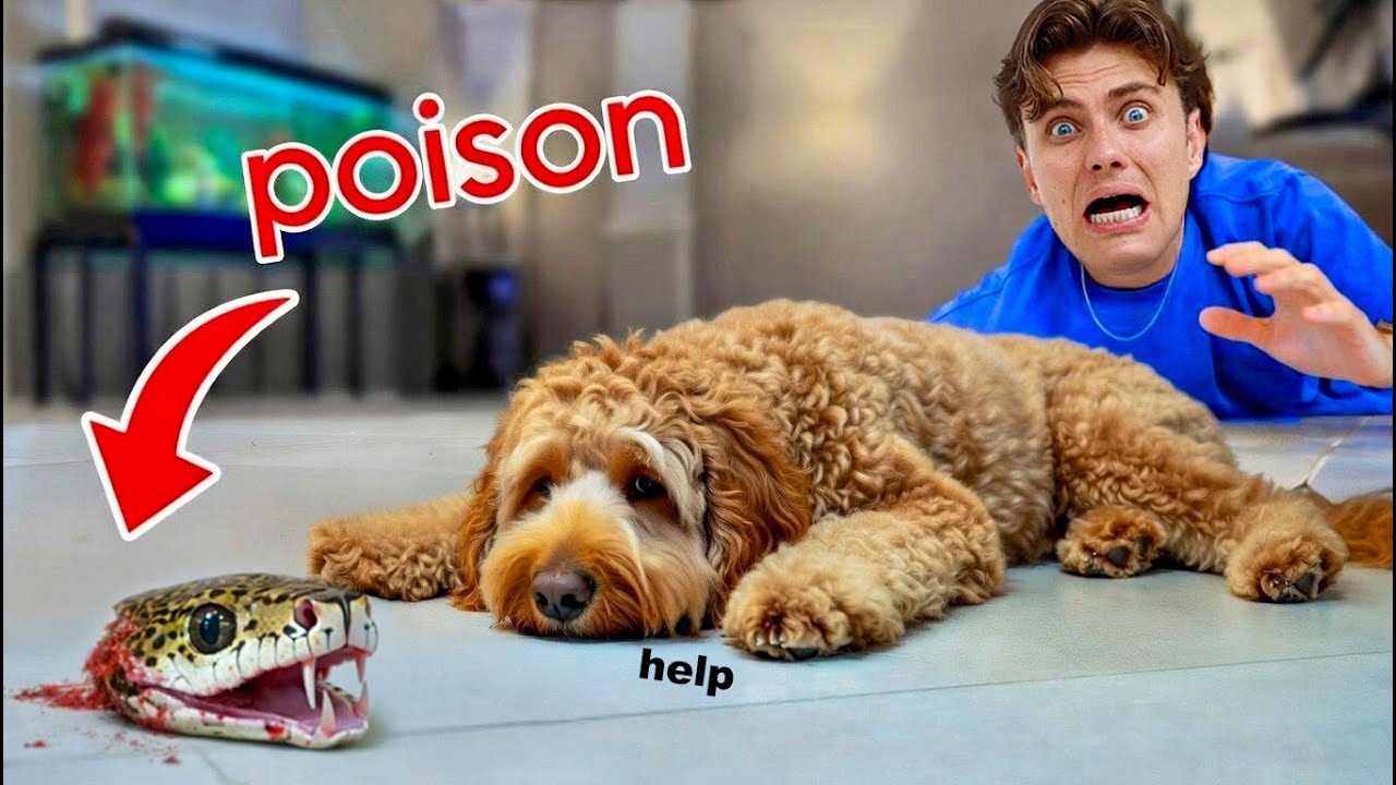 My Puppy Ate A POISONOUS SNAKE... (SAD)