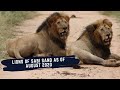 LION DYNAMICS IN SABI SANDS - AUGUST 2020 UPDATE - Birminghams - Othawa Male - Matimba - Avocas