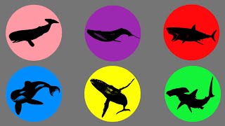 Jenis Ikan Hiu Paus, Paus Orca, Paus Bungkuk, Paus Biru, Paus Sperma, Hiu Martil,Hiu Putih Raksasa