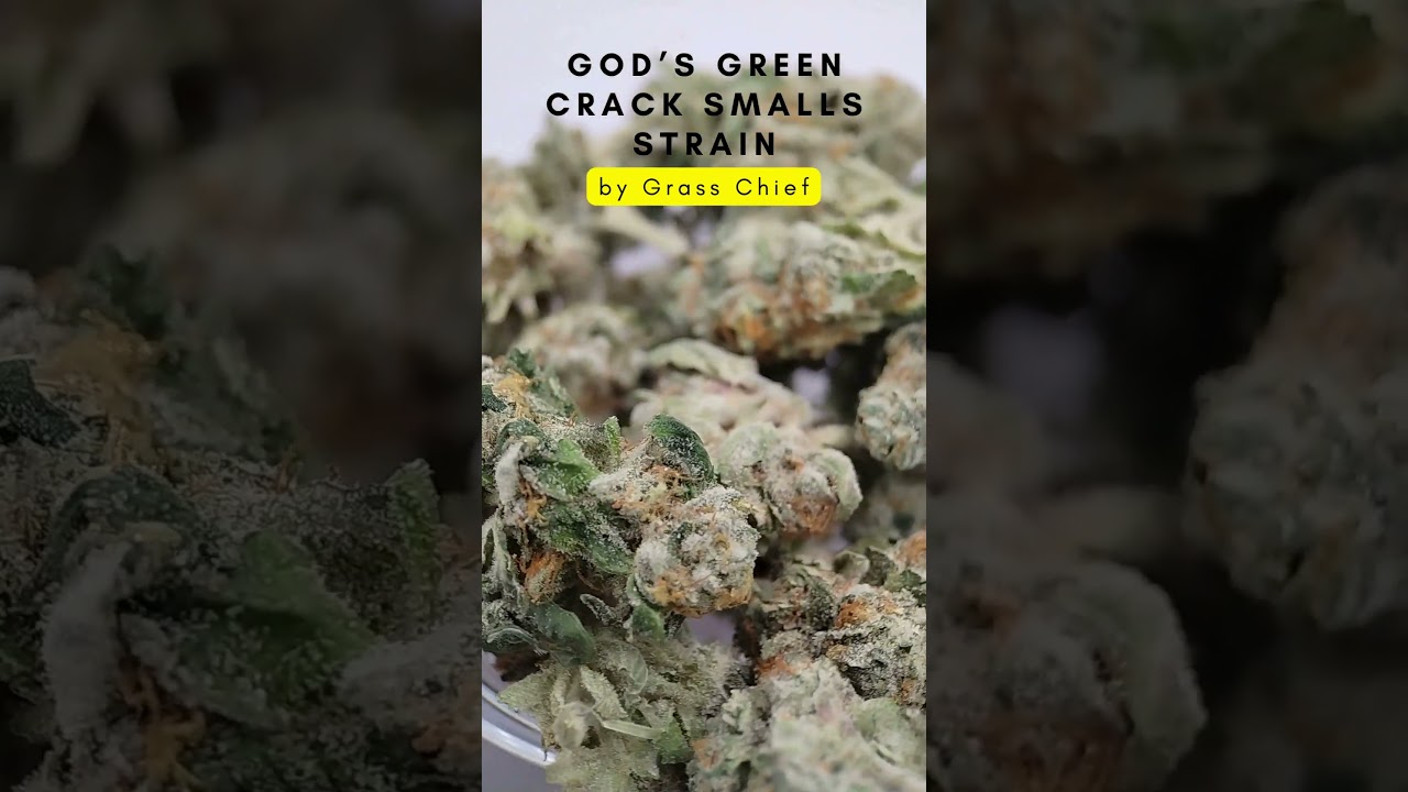 God’s Green Crack Smalls Strain by Grass Chief