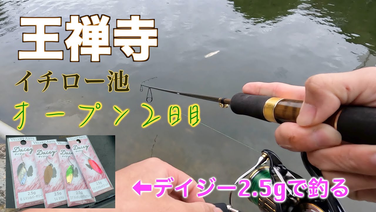 【エリアトラウト】王禅寺:イチロー池のオープンして２日目の日の釣行／最近発売された VELVET ARTS デイジー2.5gで釣ってみました。
