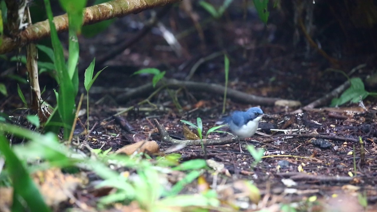Siberian Blue Robin (Male) @ Singapore 