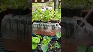 #HydroponicsShortcut #GrowSmart #SoilLessSuccess #HydroponicHacks #UrbanFarmingTips