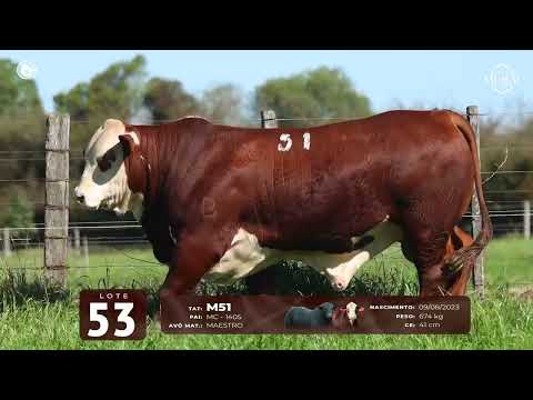 LOTE 53   TAT M51 M Braford