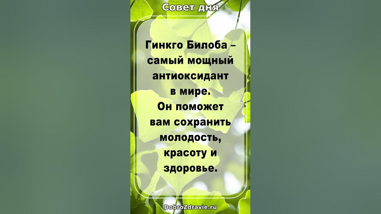 Гинкго Билоба – лучший АНТИОКСИДАНТ для молодости и здоровья - YouTube