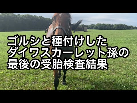 ゴールドシップと種付けしたダイワスカーレット孫が最後の受胎検査を