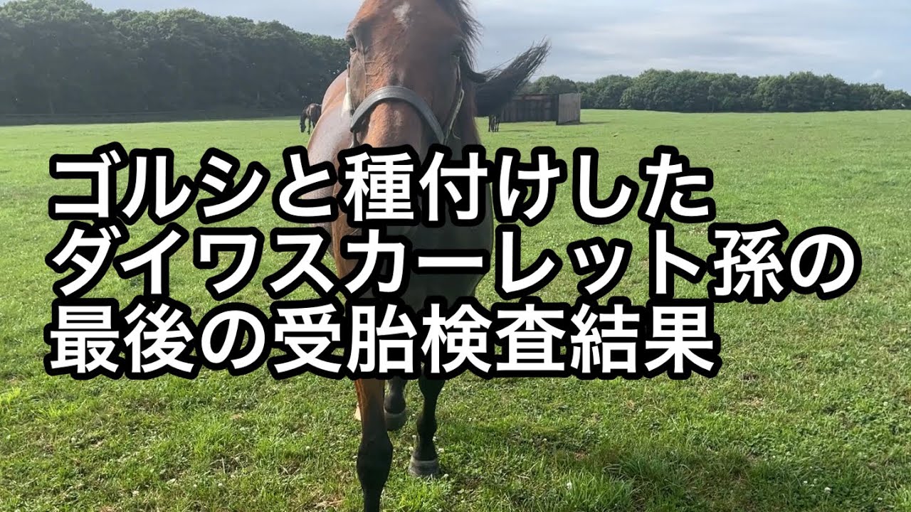 ゴールドシップと種付けしたダイワスカーレット孫が最後の受胎検査を