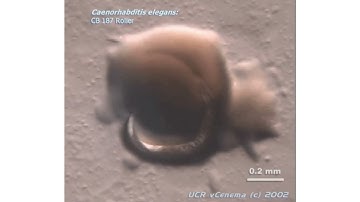Caenorhabditis elegans roller