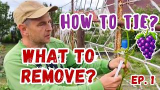 How to Tie Grape Shoots and Thin a Grapevine | Beginner Basics