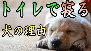 犬が トイレで寝る理由 5選 Youtube