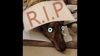 R.I.P. Carolina (Our dog) :(
