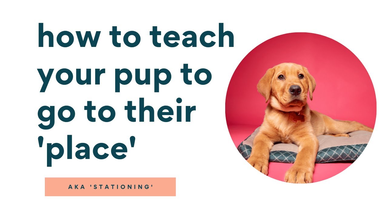 How Do I Teach My Dog Facts