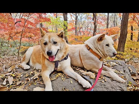 [654] 몸이 아파 수술받고  하늘별 될 뻔했던 진돗개 복실이, 기적적으로 회복되어 올해도 어김없이 금동이와  함께 <strong>선운산</strong> 단풍나들이 했어요.