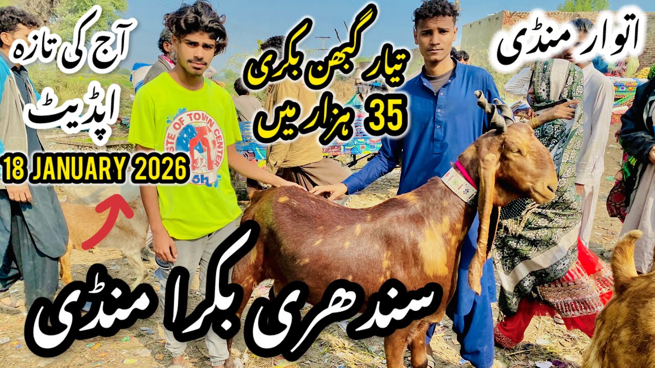 Sindhri Bakra Mandi Latest Update 18 January 2026 😱 | Bakra Mandi 2026 😍