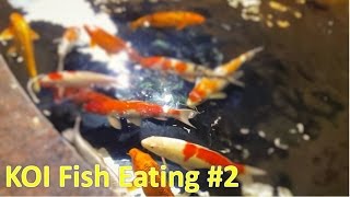 KOI FISH POND | Family Fun KOI fish pond at Vincom Mall Shopping Royal City Hanoi by HT BabyTV