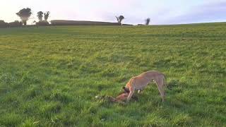 Foxing with lurchers day time