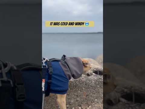 My dog walk