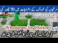 How to grow wheatgrass for chickens  reduce poultry feed cost  dr arshad