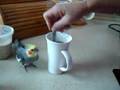 Bird makes coffee