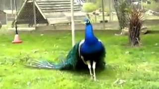 VID-20131201-WA000