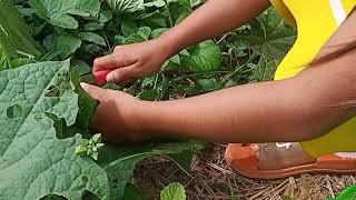 Vegetables picking at Green at home | ដើបេះបន្លែបៃតងនៅខាងក្រោយផ្ទះ