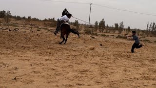 الجزا الثالث لعسف المهر شوفو النتيجه  بعد ثلاث ايام من العسف افلح من ذكر الله 👍🏻🐎