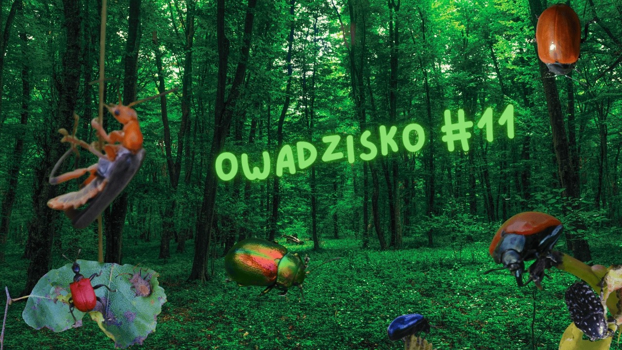 Owadzisko #11- Co zawdzięczamy owadom?