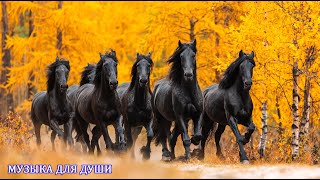 картинка: Красивая музыка для души! Самая красивая мелодия на свете🎶Послушайте Эту Музыку И Вам Станет Легче