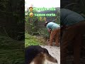 🤠🌴a chuva derrubou o capim🌾🌾🌾