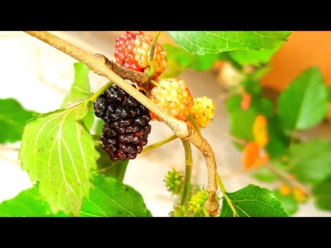 Development of the Portuguese Blackberry and Difference from the Italian Blackberry
