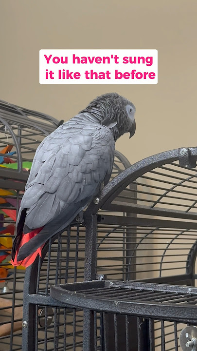 Giz is training me for the remix 🎤🐦😅 #talkingparrot #africangrey