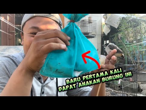 Wow… Anak kutilang ini harganya 7 kali lipat lebih mahal dari anak kutilang biasa 🤩🤩🤩