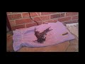 Removing Kitten Placentas - Momma Cat Abandoned Her Kittens