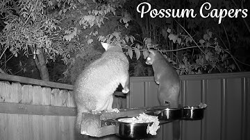 What, Did You See Something? I heard There Is A Snake Around.