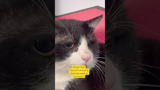 Chonky, chubby cheeked, professional chillaxer Oreo loves perching &!observing in #FrameYourFeline!