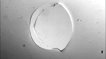 Schallamach waves on adhesive surfaces