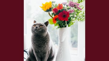 Deluxe Backdrops for Mysterious Cat Behavior