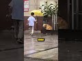 犬・犬・犬(ドッグ・ドッグ・ドッグ)