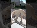 【I`m glad it was sunny today.♪】＃Labrador Retriever 【＃ラブラドールレトリーバー】#Japan #saitama #NIPPON