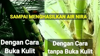 Dua Cara Menyadap Nira Kelapa sampai Menghasilkan Nira
