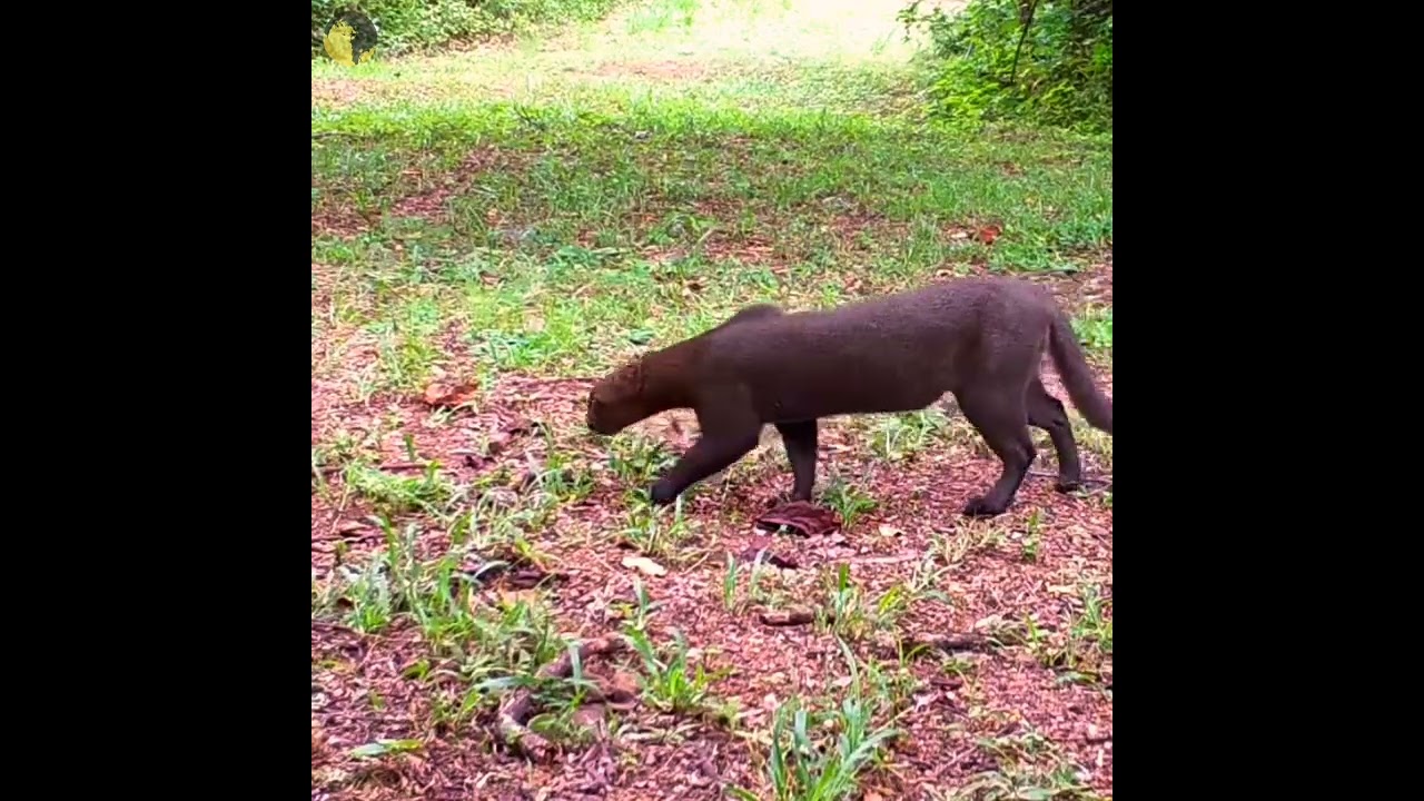 jaguarundi jungle cat 