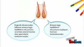 İç salgı bezleri ödevi 7D