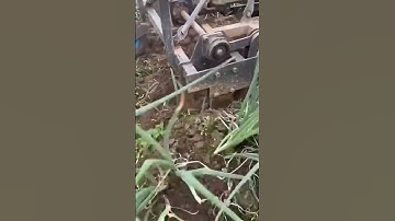 Leek Harvesting Process - Unique tools to boost efficiency and streamline work