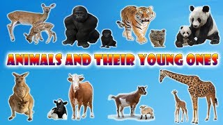 Animals And Their Young Ones | Baby Animals Names | Young Ones of Animals  For Kids | Learn Animals - YouTube