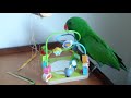 Eclectus parrot having a huge temper tantrum and throwing stuff at me